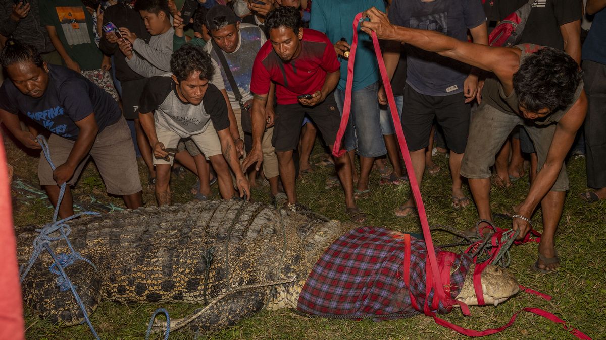 Video: Krokodýla léta škrtila pneumatika. Muž ho chytil a osvobodil